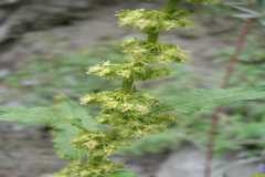 Rumex nepalensis